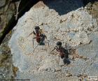 Δύο μυρμήγκια